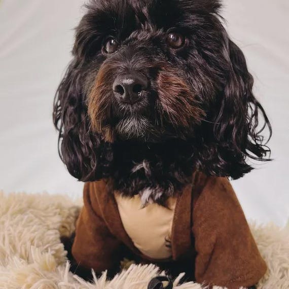 Jedi Dog Costume: Star Wars Obi Wan Kenobi Outfit