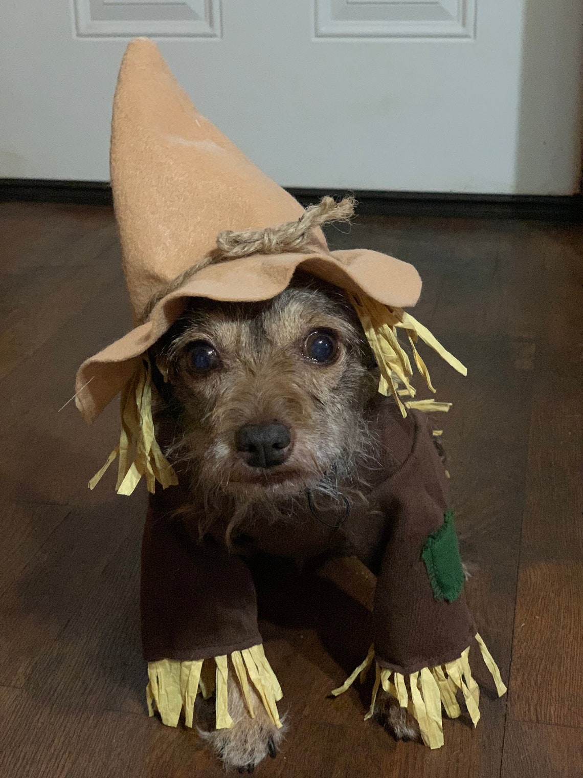 Scarecrow Dog Costume Wizard of Oz Inspired. Scarecrow Dog - Etsy