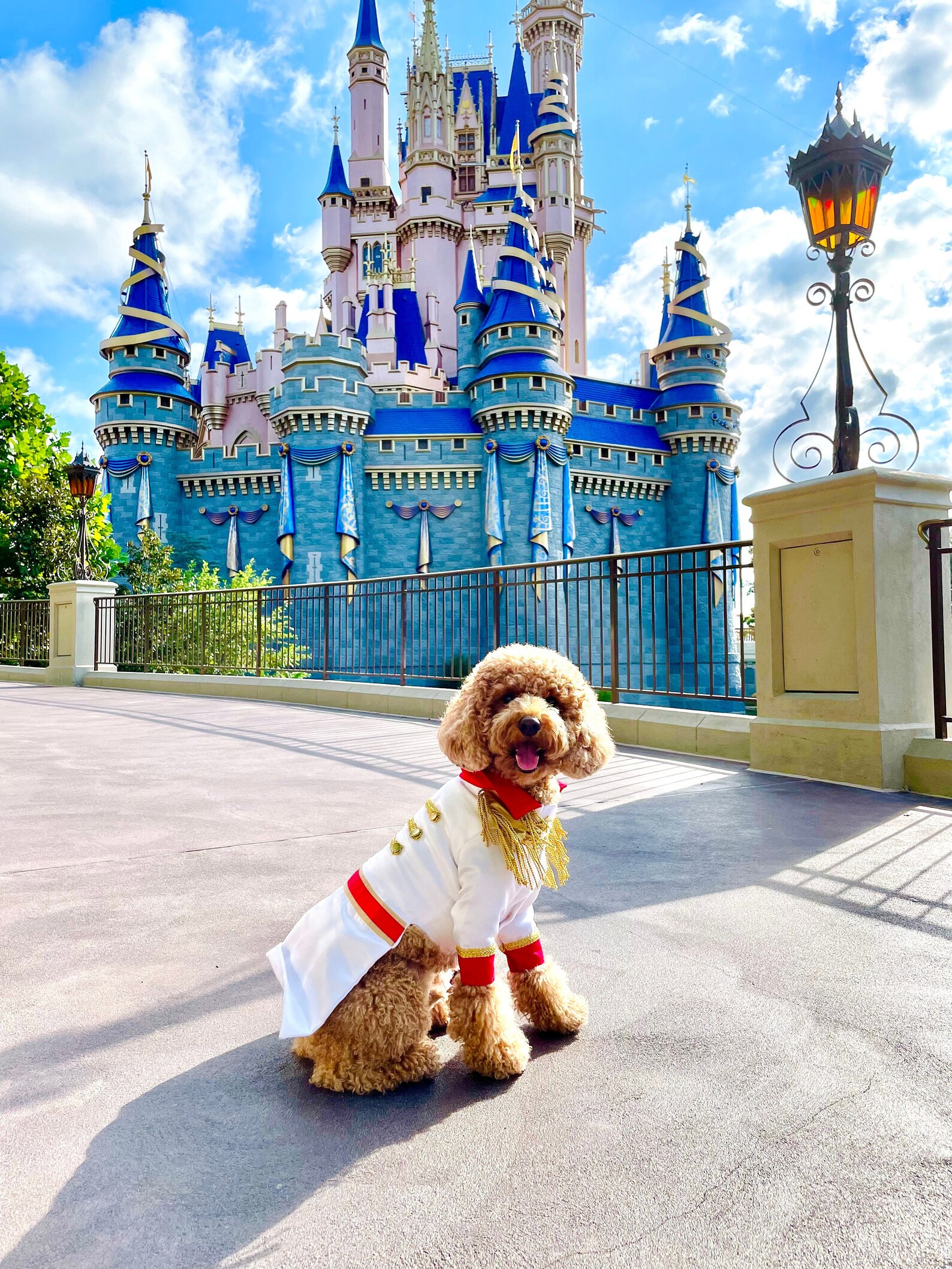 Prince Charming Dog Costume Prince Charming Dog Outfit Etsy