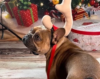 Antler dog costume, Single dog antler, Inspired by Grinch Max Antler, Max Antler for dogs, Grinch Max dog costume, Christmas dog costume,