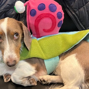 May include: A brown and white dachshund wearing a pink and green costume resembling a cartoon character. The costume has a large pink shell with purple spots and a green leafy bottom.