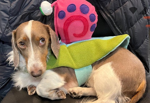 Yoshi dog costume deals