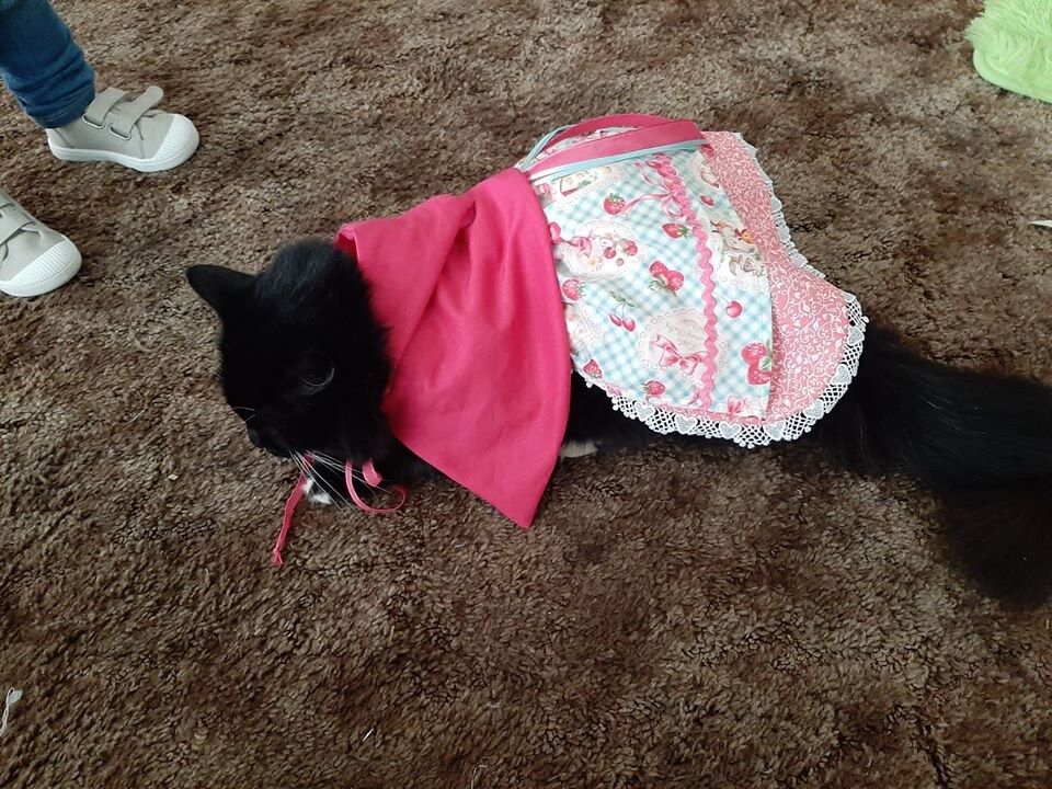 Riding Hood dog outfit, Riding Hood dog dress, Riding Hood cat dress