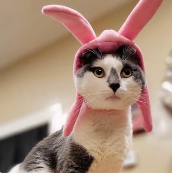 louise belcher hat pet