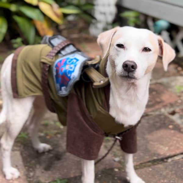 Link Hundekostüm, Legend of Zelda, Krieger Hundekostüm, Zelda Hundekostüm, Mittelalterliches Hundekostüm, Halloween Hundekostüm, Hundekostüm