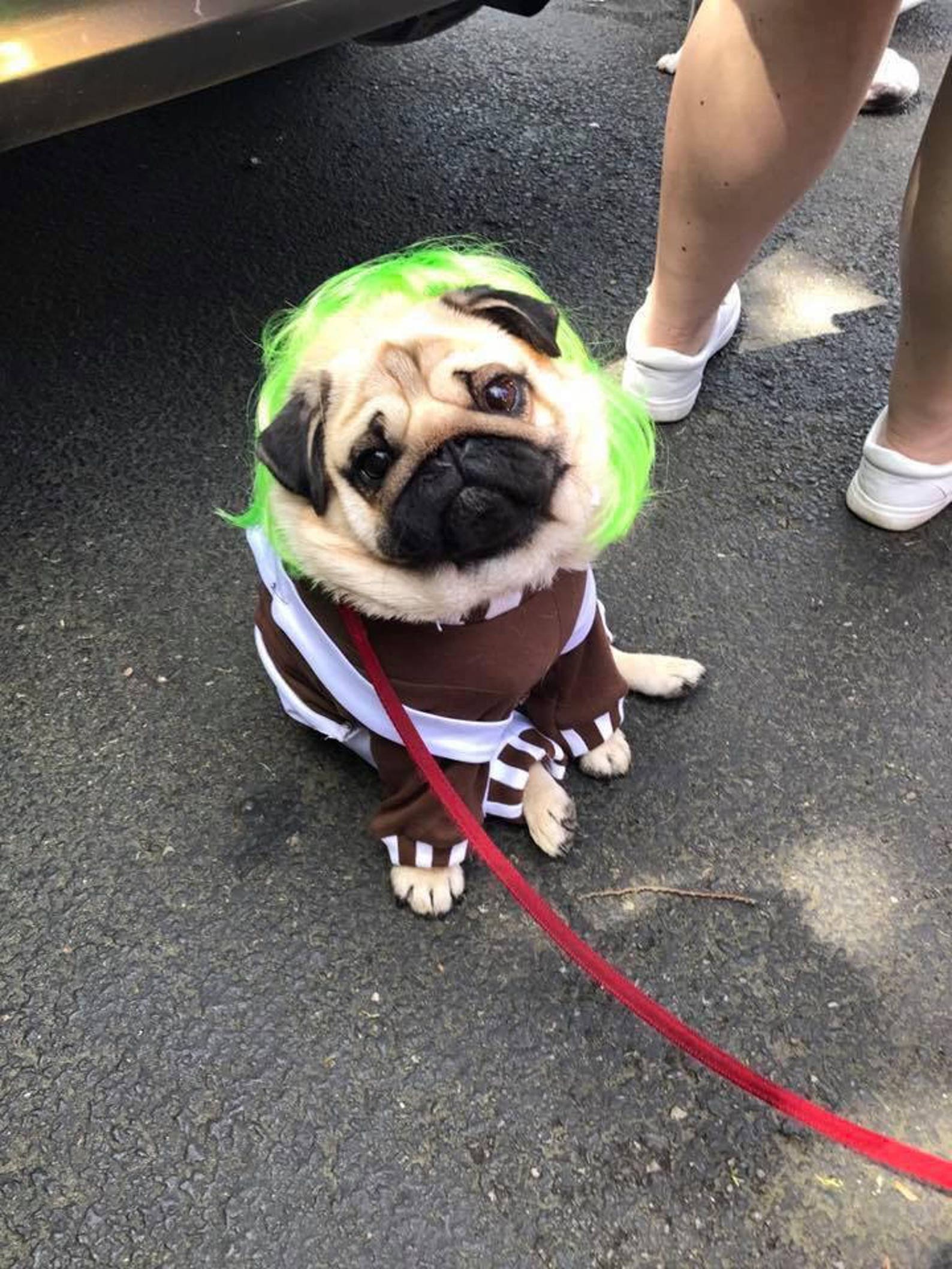 Oompaloompa Dog Costume Halloween Dog Costume Charlie & the Etsy