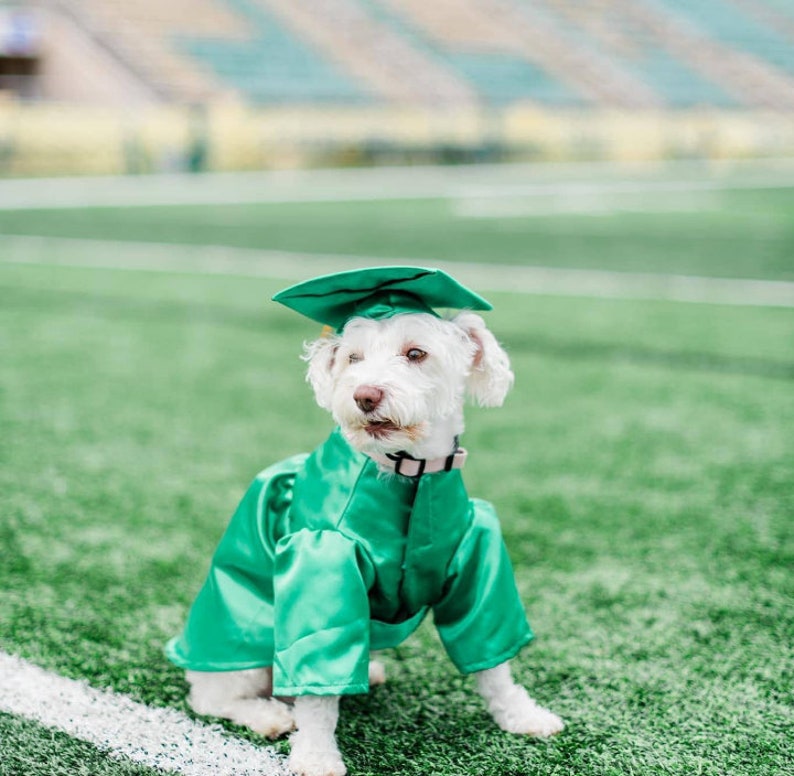 Graduation Dog Gown, Graduation Gift, Dog costume, Dog cap and gown, Graduation Dog Outfit, Halloween dog costume, Graduation gown for dogs image 7