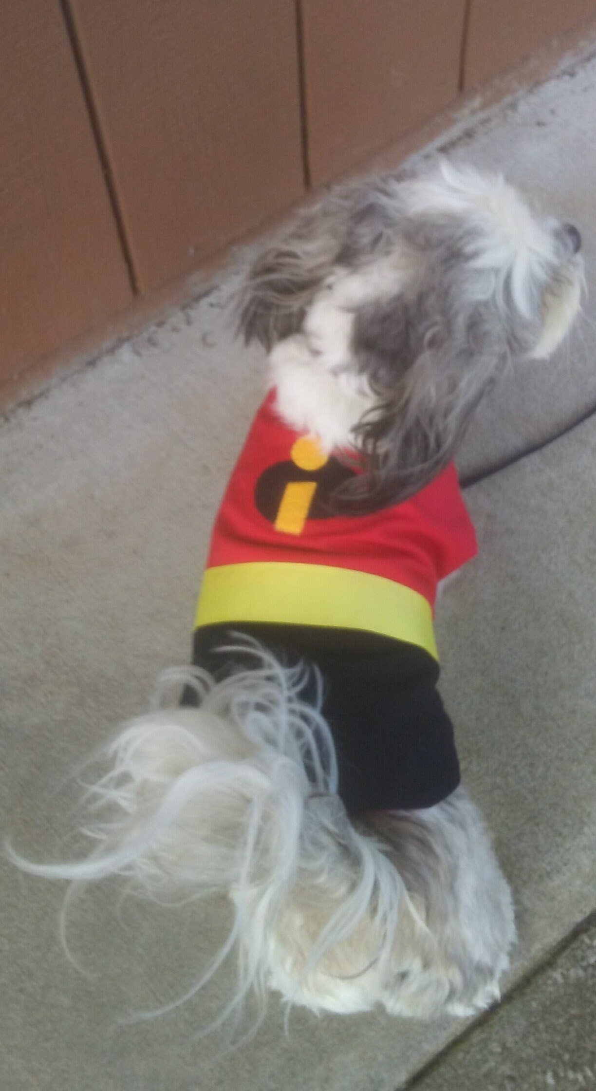 CLEARANCE The Incredibles, Incredibles dog costume, Incredibles dog