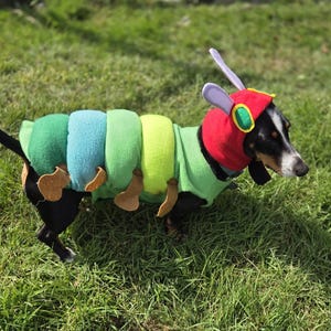 May include: A dachshund wearing a caterpillar costume. The costume includes a green body, blue and green segments, and a red hood with antennae. The dog is on grass.