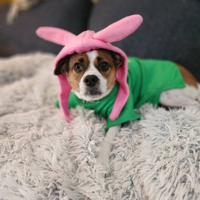 Louise Dog Costume Bob s Burger Dog Outfit I Smell the Fear on