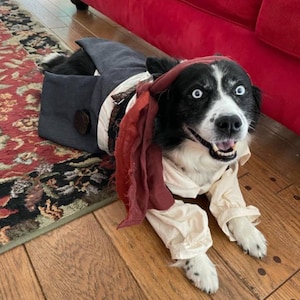 May include: A black and white dog wearing a pirate costume. The dog is wearing a white shirt, a red bandana, and a dark blue jacket. The dog is looking at the camera with a happy expression.