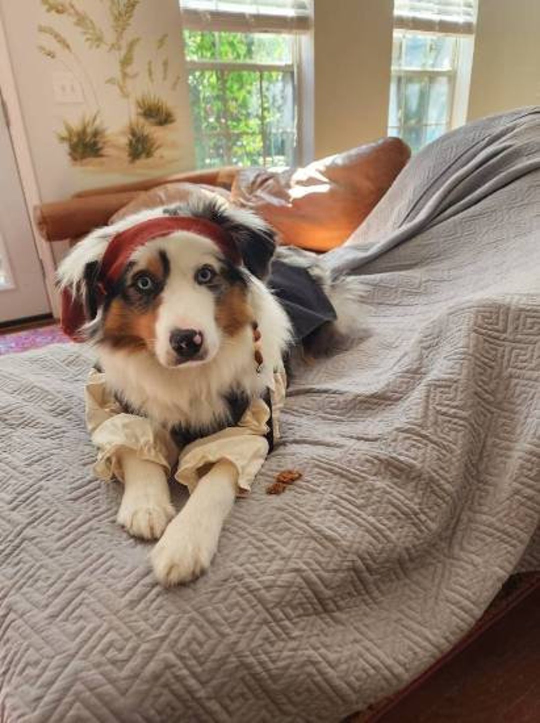 Captain Jack Sparrow Dog Outfit Jack Sparrow Dog Costume - Etsy Denmark