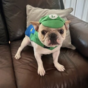 Luigi Dog Costume,  mario kart costume, Halloween dog costume, costume for dogs