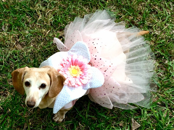 Fairy dog dress, Fairy dog costume, Tinkerbell dog costume, Halloween dog outfit