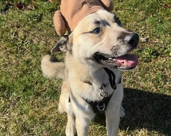 感謝祭の七面鳥の犬用帽子：調節可能なストラップ付きフランネルコスチューム