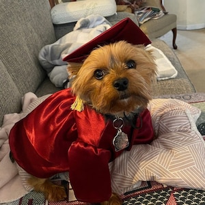 May include: A small brown and tan dog wearing a red graduation gown and cap. The dog is sitting on a couch with a patterned pillow.