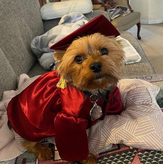 Graduation Dog Gown, Graduation Gift, Dog costume, Dog cap and gown, Graduation Dog Outfit, Halloween dog costume, Graduation gown for dogs
