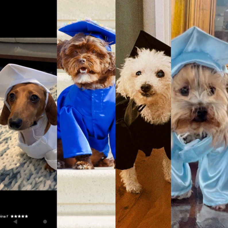 Graduation Dog Gown, Graduation Gift, Dog costume, Dog cap and gown, Graduation Dog Outfit, Halloween dog costume, Graduation gown for dogs image 1