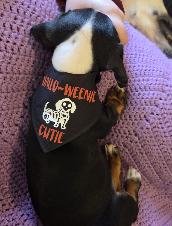 Dachshund Halloween dog bandana, Halloween dog bandana, Double sided dog bandana, Velcro dog bandana