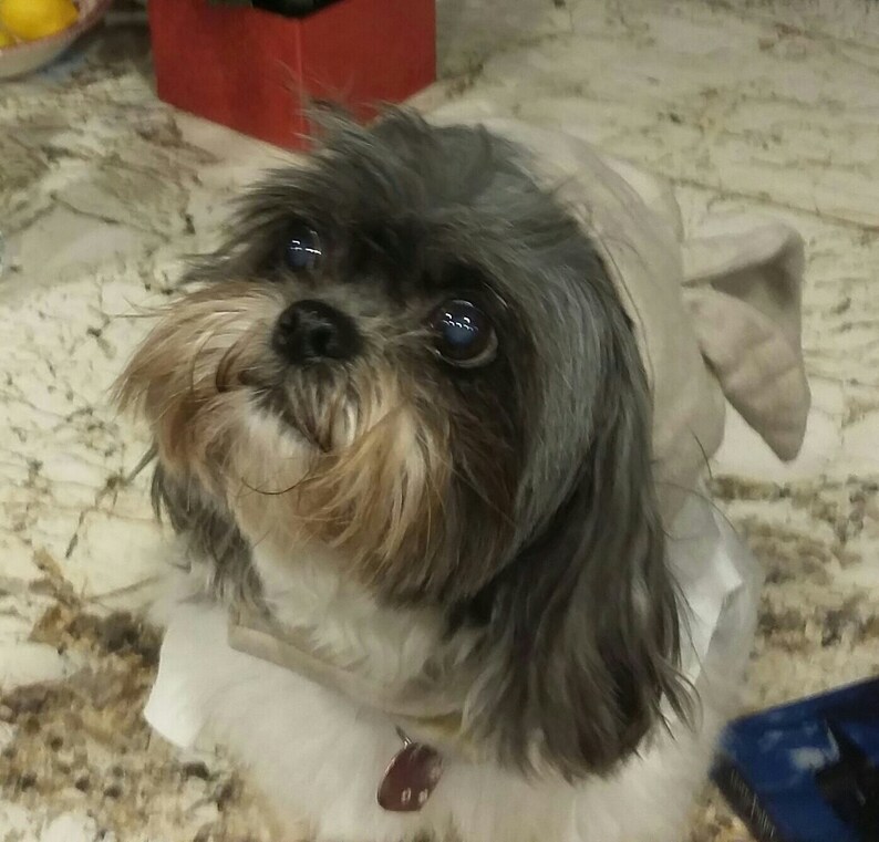 Harry Potter Dobby Harry Potter Dobby Dog Costume Dobby Dog Etsy