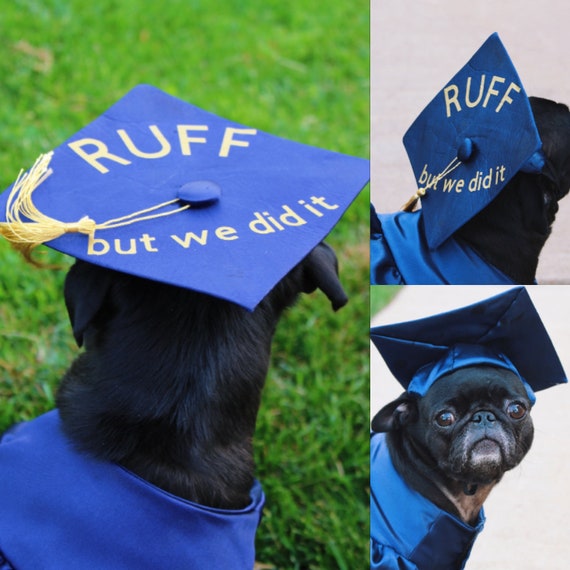 Disabled Student & Service Dog Hero Attend Graduation In Matching Caps &  Gowns (PICTURES) | HuffPost UK Students