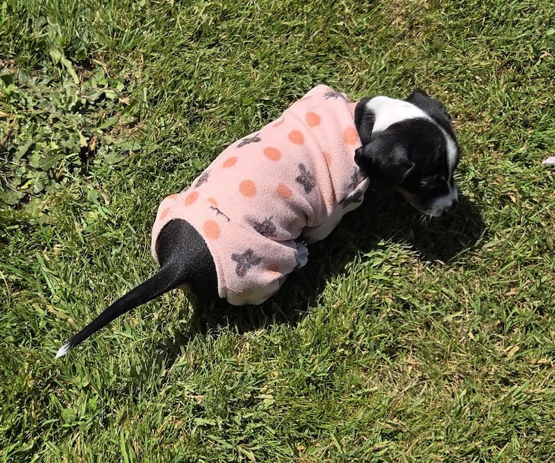 May include: A small black and white puppy wearing a pink fleece dog sweater with orange polka dots and grey star-like shapes. The puppy is lying on green grass in the sunlight.