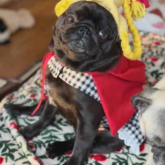 pug christmas dress 10 adorable pictures of PUGS dressed in festive costumes for Christmas-themed 'Pugfest' convention