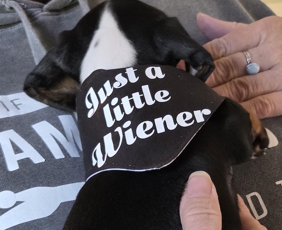 Dachshund dog bandana, Just a Little Wiener bandana, Dog bandana, Velcro bandana, Double sided bandana