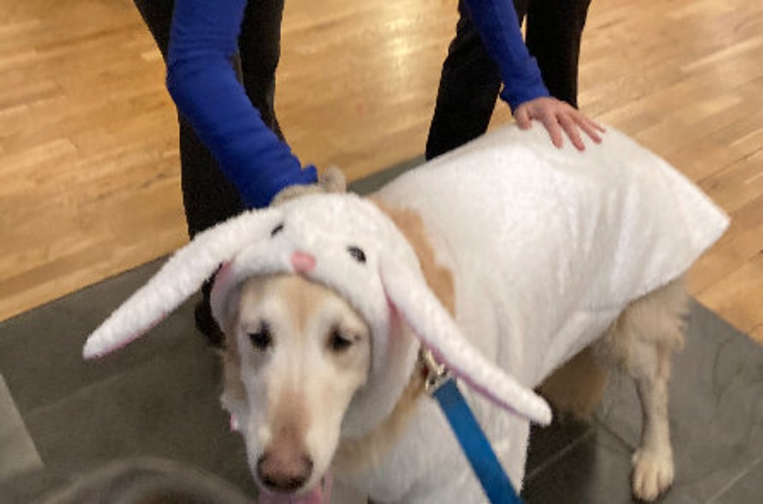 Easter Bunny Dog Costume, Easter Dog Costume, Bunny Dog Outfit