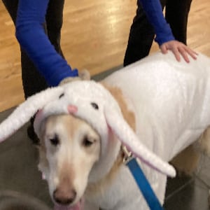Dog easter fancy hot sale dress