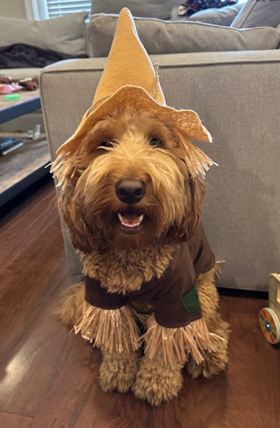 Scarecrow Dog Costume Wizard of Oz Inspired. Scarecrow Dog Outfit