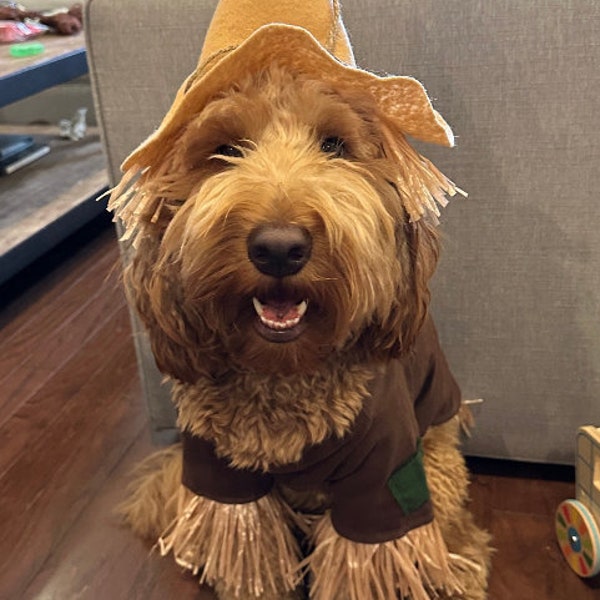 Scarecrow dog costume, Wizard of Oz Inspired. Scarecrow dog outfit, Halloween dog outfit, Dog costume