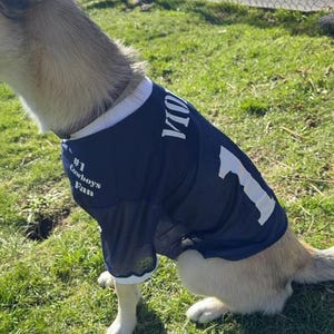 Pu&ograve; includere: Un cane marrone chiaro che indossa una maglia blu con il numero "101" e il testo "#1 Cowboys Fan". Il cane &egrave; in piedi sull'erba verde.