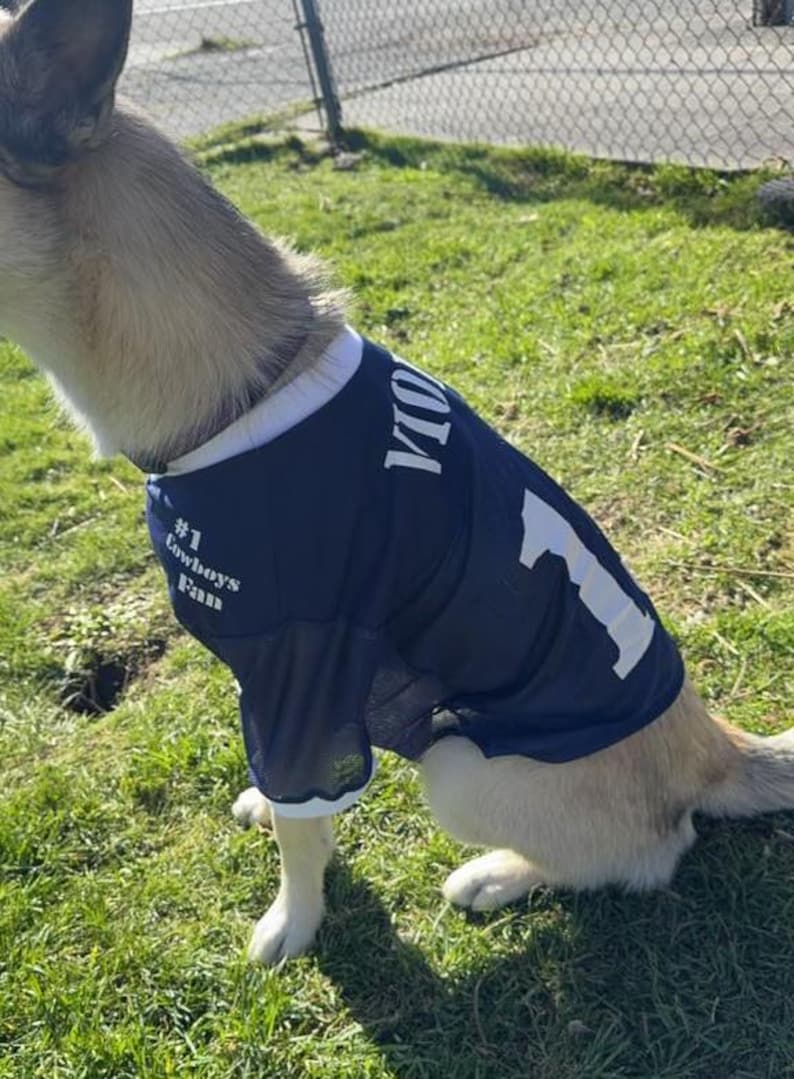 Pu&ograve; includere: Un cane marrone chiaro che indossa una maglia blu con il numero "101" e il testo "#1 Cowboys Fan". Il cane &egrave; in piedi sull'erba verde.