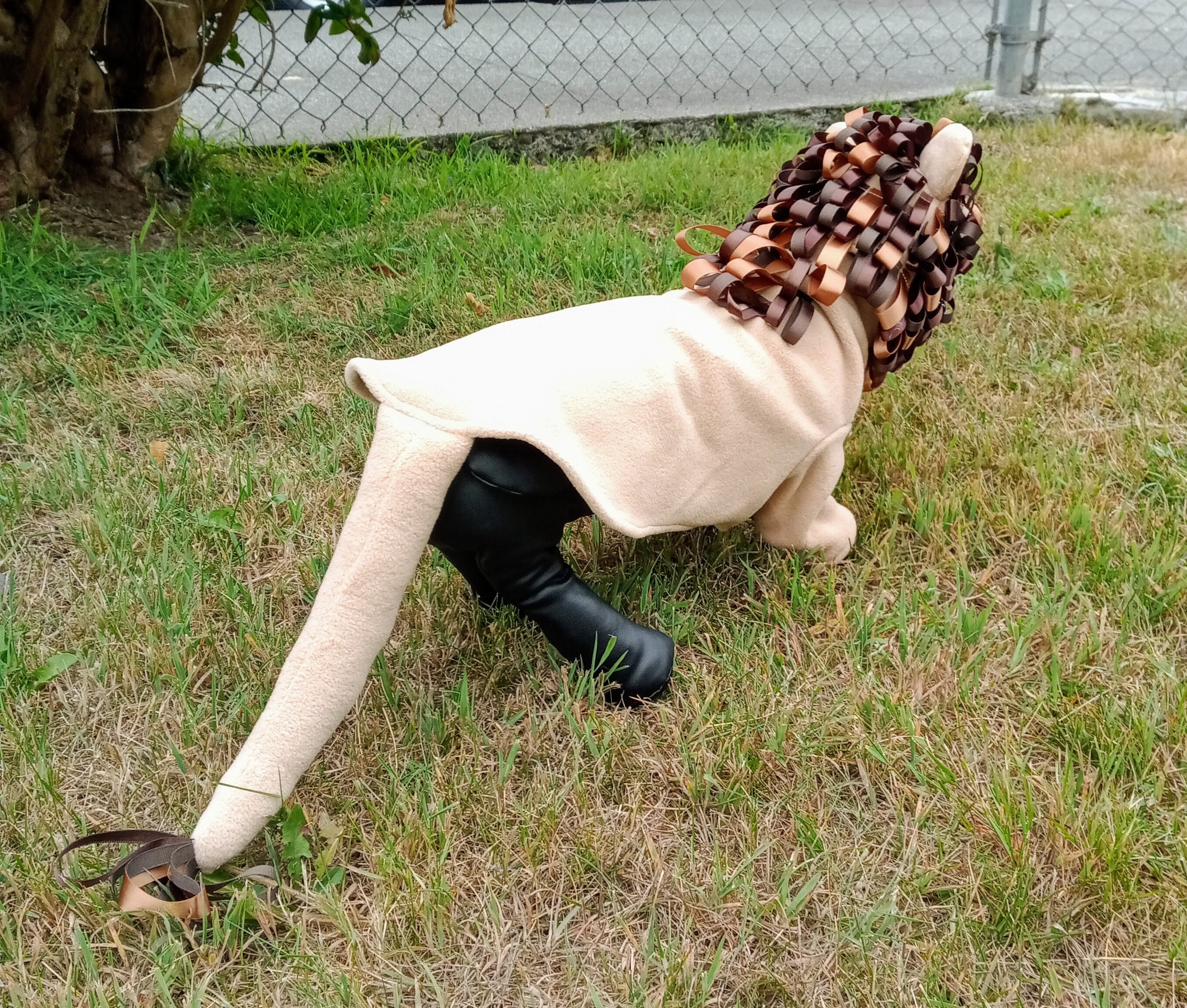 17+ Wizard Of Oz Dog Costumes