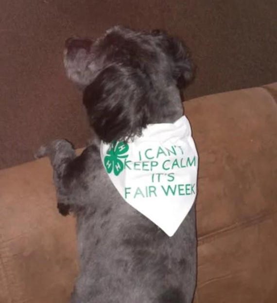 4-H dog bandana, Farmer dog bandana, Reversible dog bandana, Slide on dog bandana, Bandana for dogs