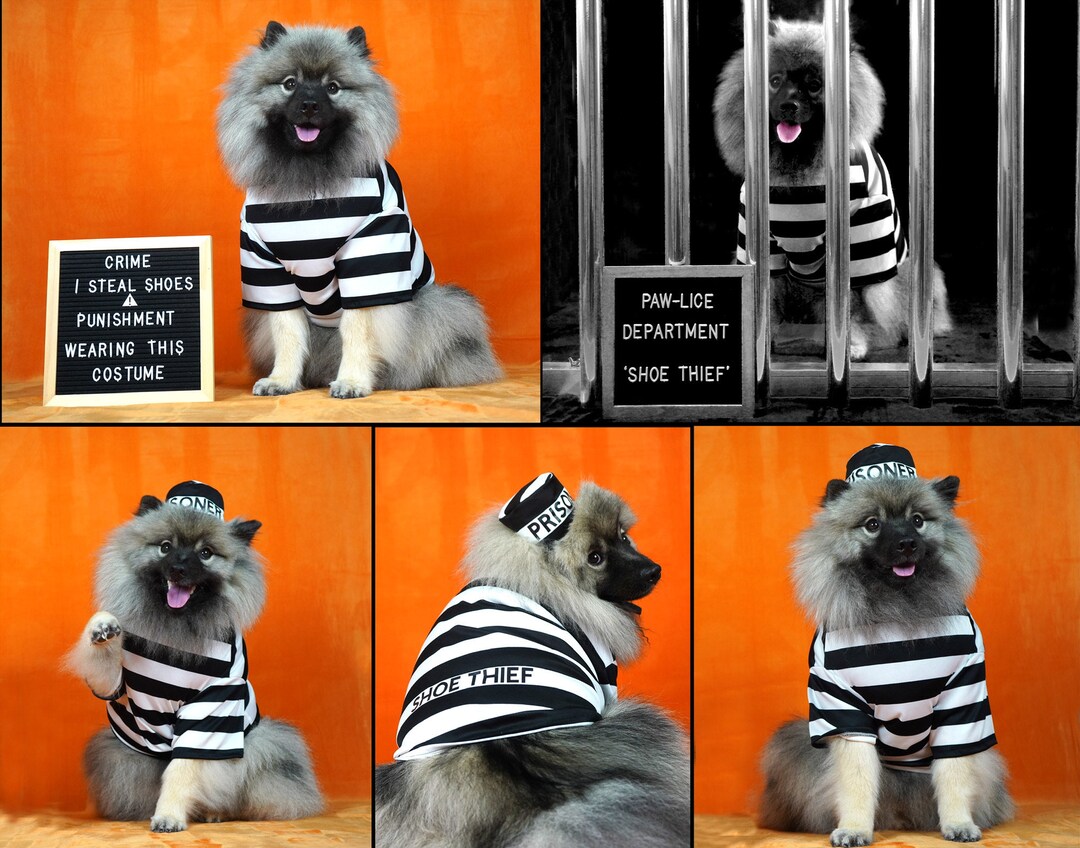 Prisoner Dog Costume, Bad Dog Dog Costume, Jail Dog Outfit, Halloween