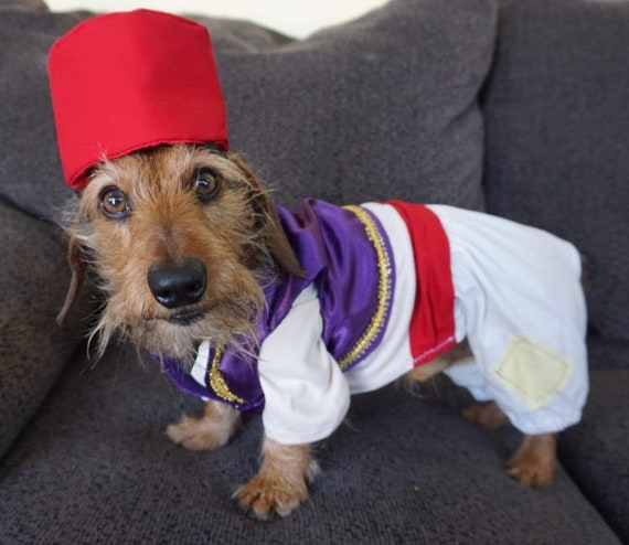 Aladdin, Aladdin dog costume, Halloween dog costume, Aladdin dog outfit