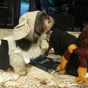 Pode incluir: Dois cães vestidos com fantasias. Um cão está vestindo uma fantasia branca e preta com um capuz branco. O outro cão está vestindo uma fantasia preta e dourada com uma echarpe. Os cães estão sentados em uma superfície branca.