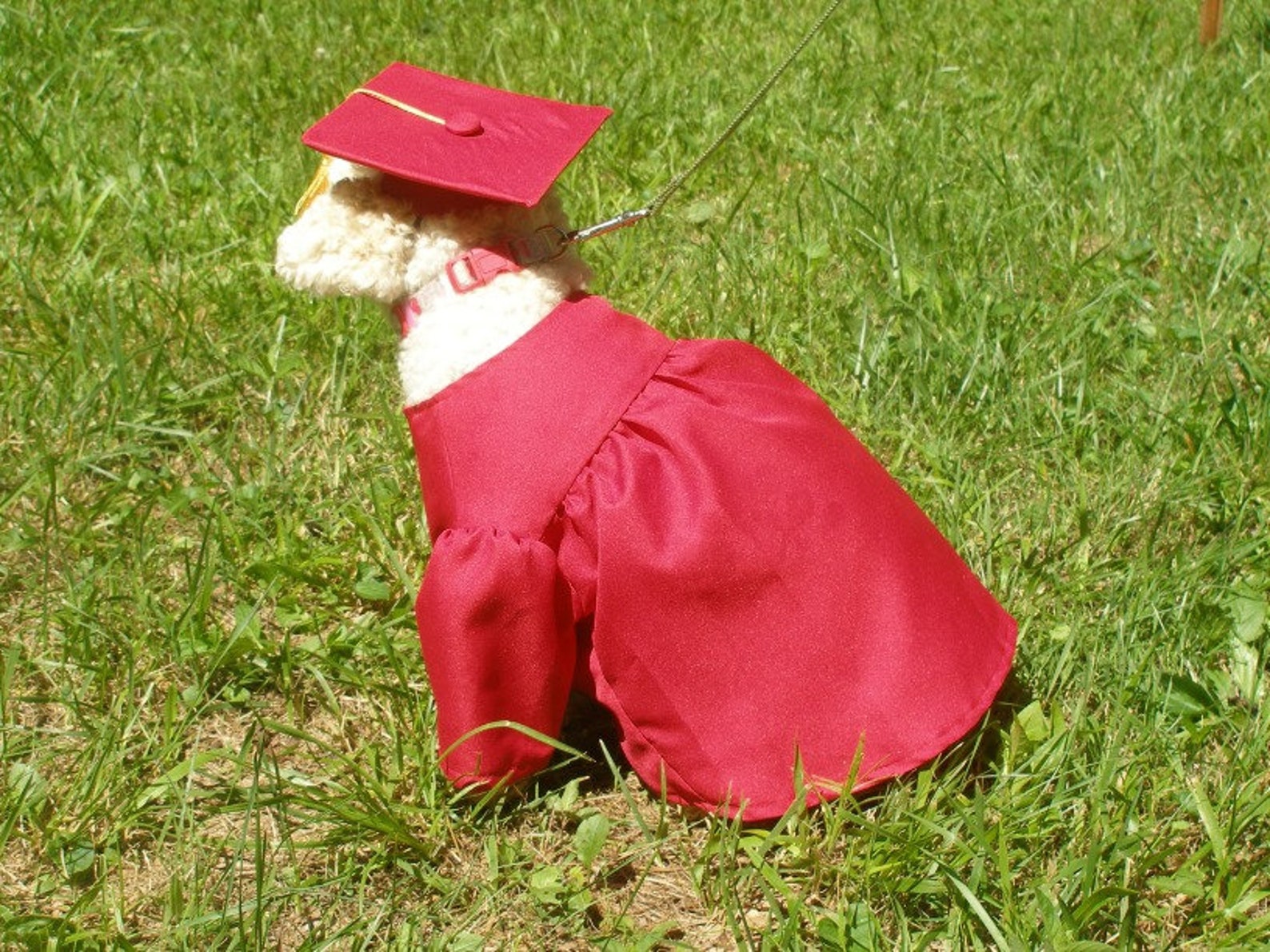 Graduation Dog Gown Graduation Gift Dog costume Dog gown Etsy