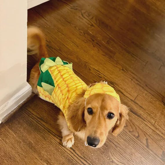 Corn on the Cob Dog Costume: Halloween Pet Outfit