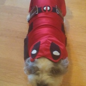 May include: A small white dog wearing a red Deadpool costume with a black belt and a white mask.