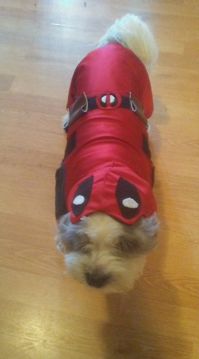 May include: A small white dog wearing a red Deadpool costume with a black belt and a white mask.