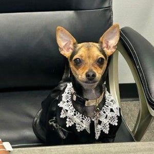 Judge Dog Costume: Black Taffeta Gown, Lace Collar - Halloween
