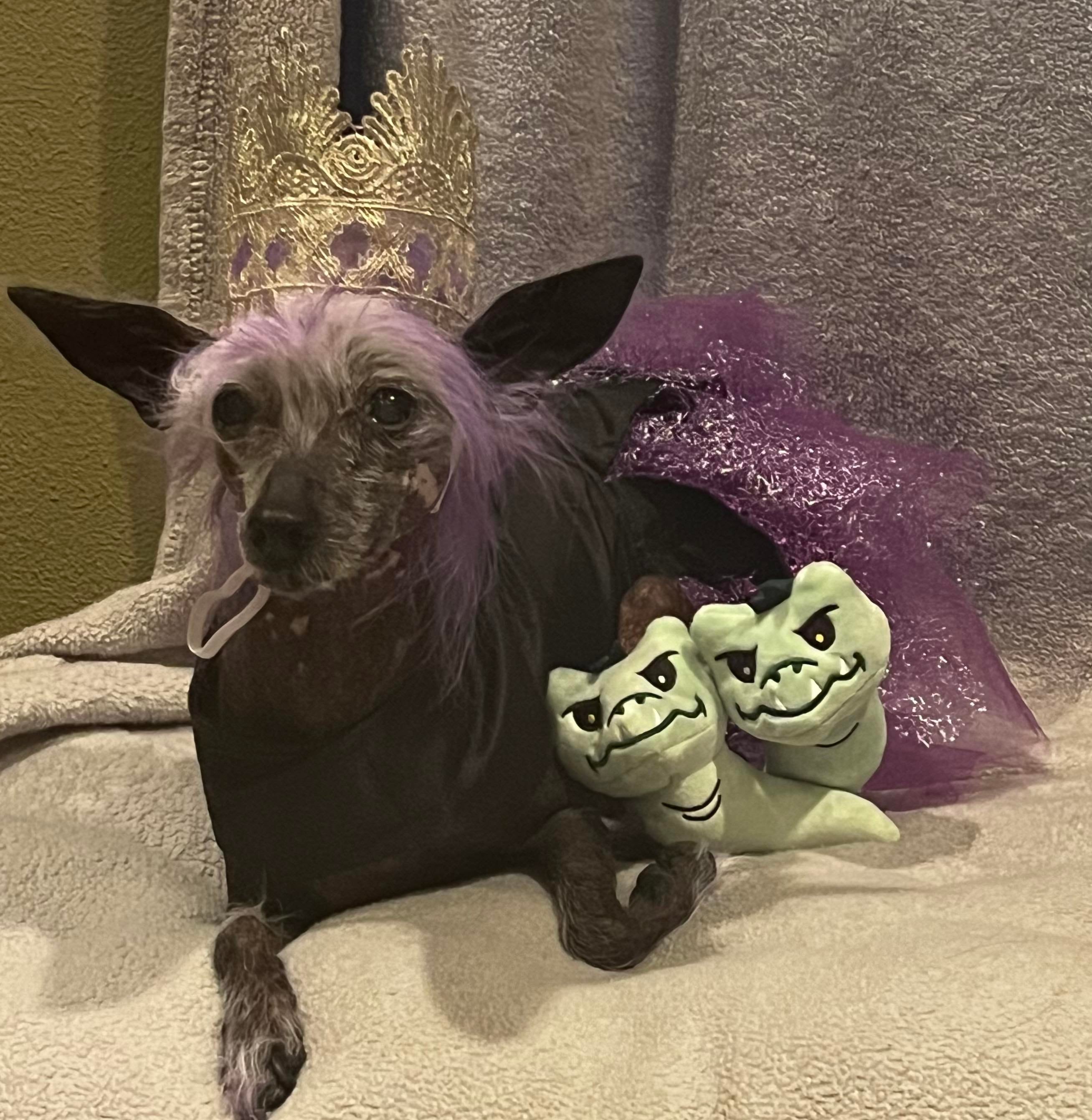 Girl dog cheap costumes
