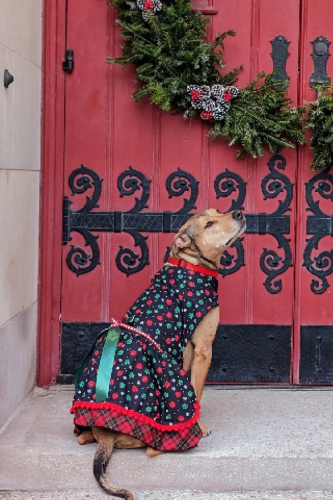 Christmas Dog Dress, Christmas Dog Outfit, Paws Dog Dress, Holiday Dog