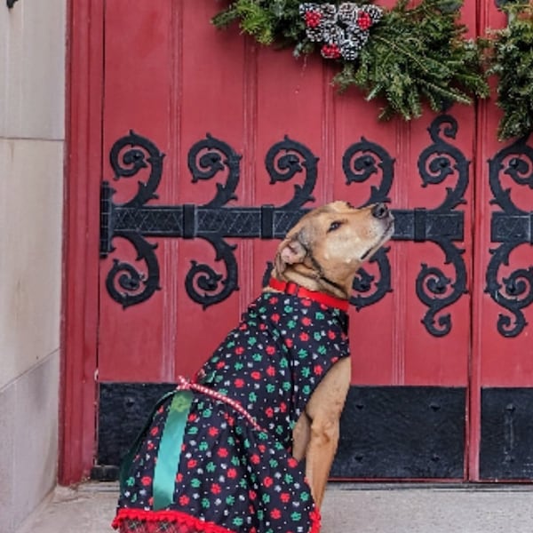 Christmas dog dress, Christmas dog outfit, Paws dog dress, Holiday dog dress, Girl dog outfit, Fancy dog dress