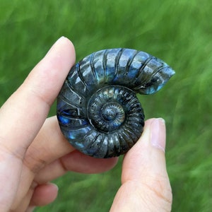 May include: A blue and green iridescent labradorite ammonite fossil, polished and shaped like a spiral shell.