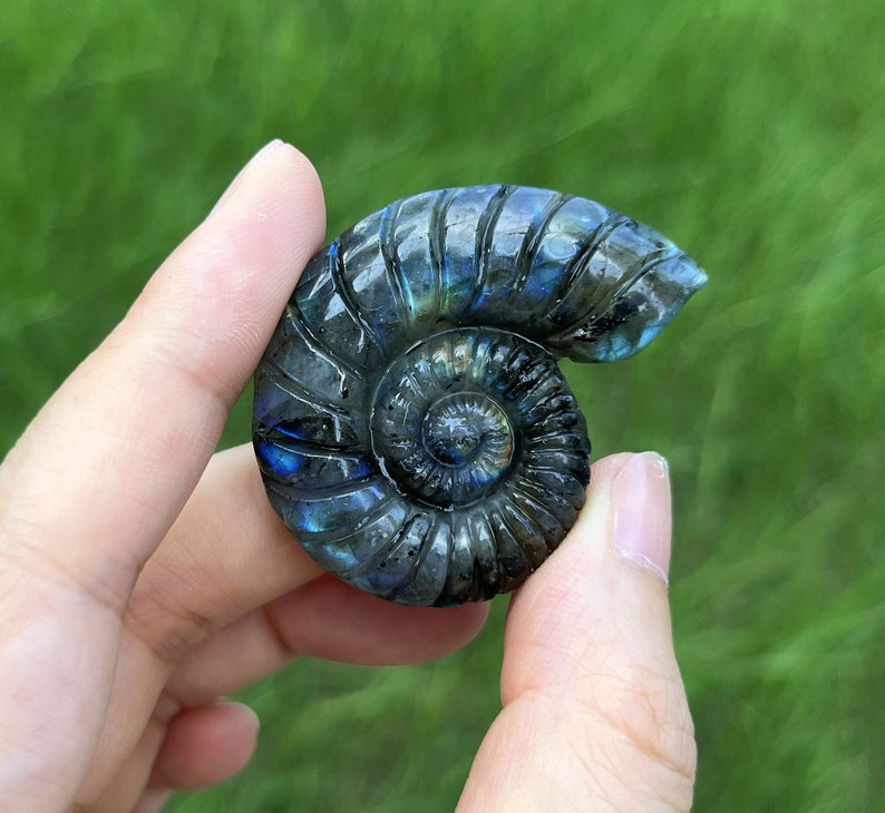 May include: A blue and green iridescent labradorite ammonite fossil, polished and shaped like a spiral shell.