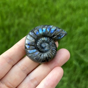 May include: A polished ammonite fossil carved from iridescent labradorite. The fossil is a dark grey colour with blue and green iridescent flashes. The ammonite is a spiral shape with a central opening.